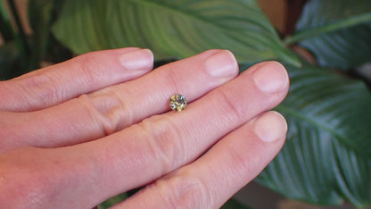 Australian Yellow Parti Sapphire - Round Curt 0.77ct