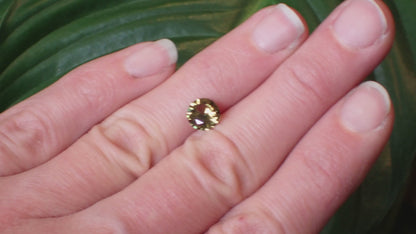 Australian Yellow Sapphire - Round 1.43ct