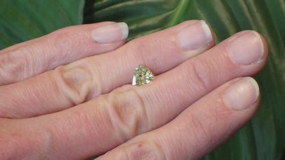 Australian Yellow Sapphire - Shield Cut 1.19ct